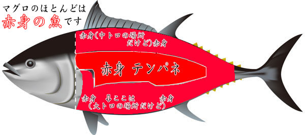 マグロ全体の8割が赤身のサカナです